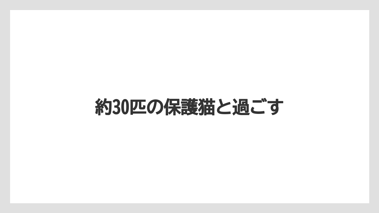 【キューリグ】約30匹の保護猫と過ごす